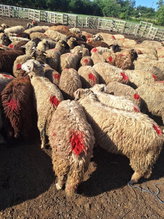 Vând 100 de cârlanii