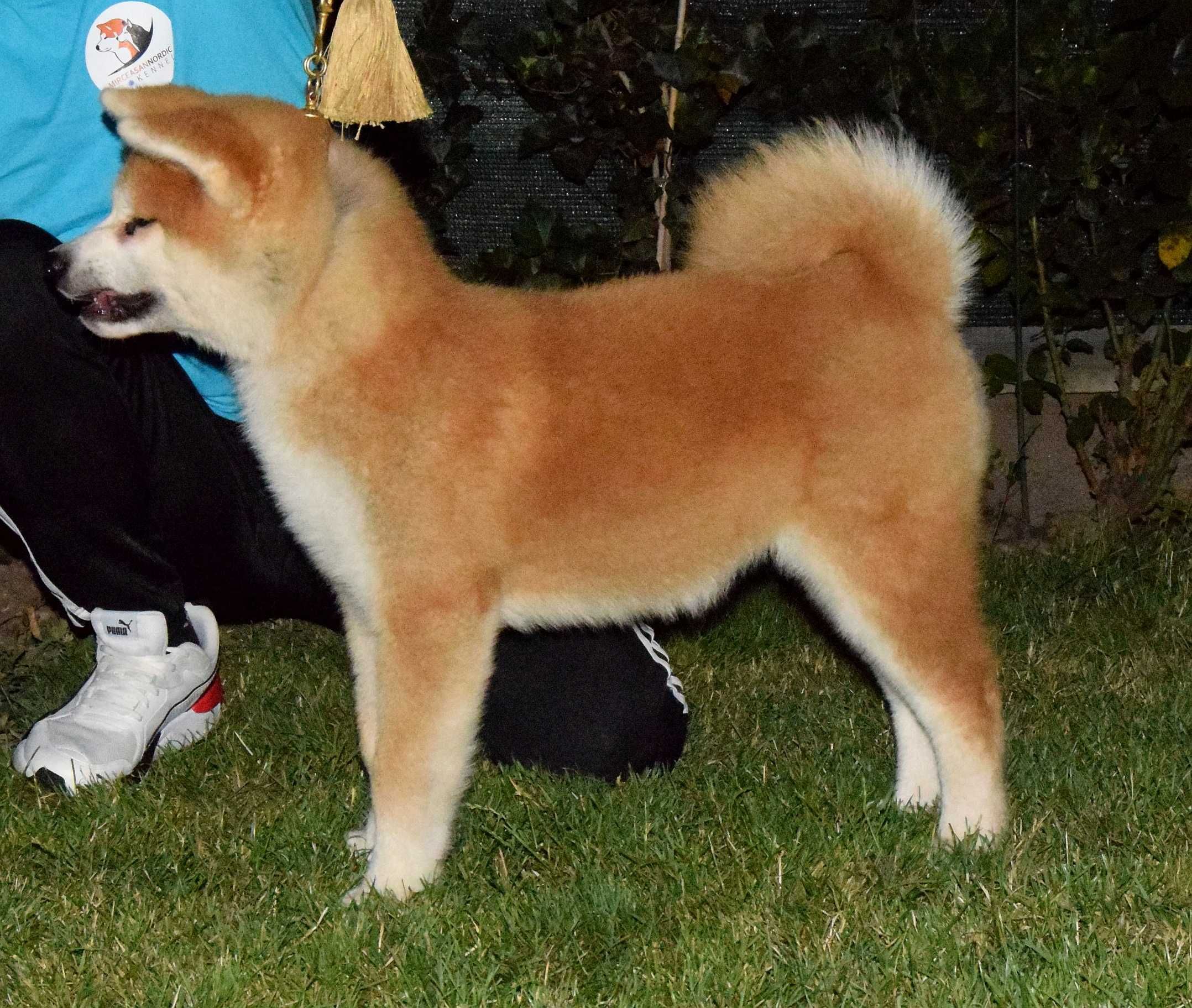Pui Akita inu femela de top, părinți mari campioni, testați HD-A, Ed-0