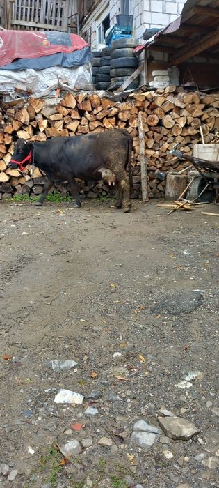 Vând vacă gestantă