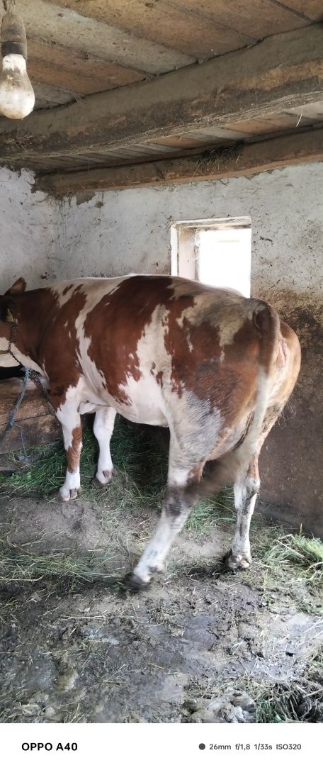 Vand vaca de 3 de abator