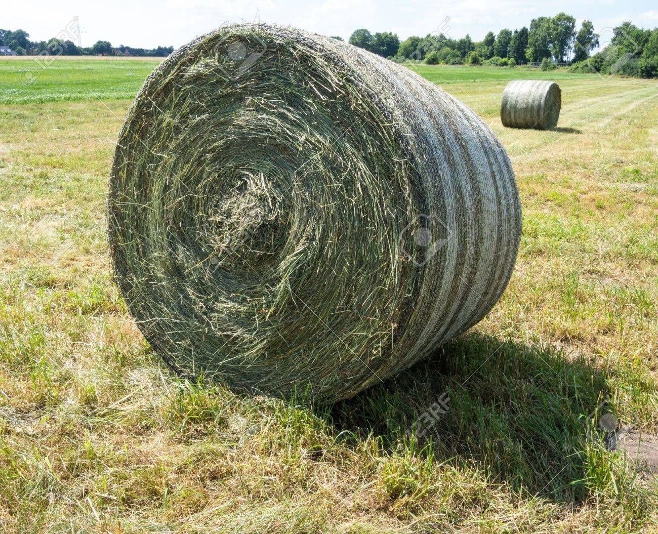 Vând baloti de fân rotunzi pentru vaci, oi, capre, cai.