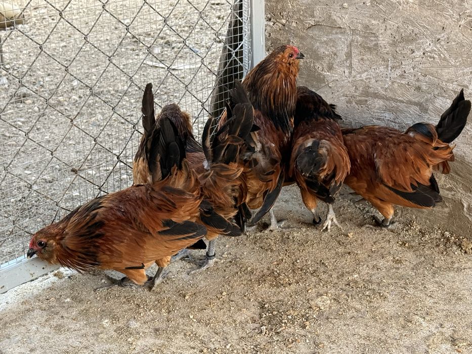 Cocoși Bărboasă de Anvers