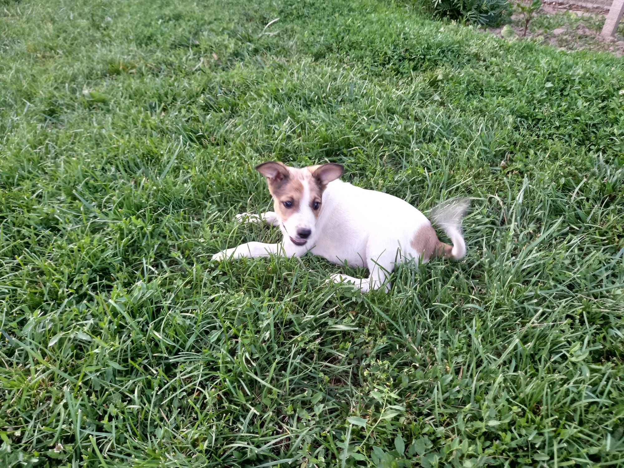 Ofer spre adopție !!!