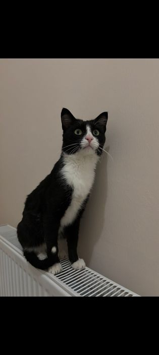 Очень ласковый кот