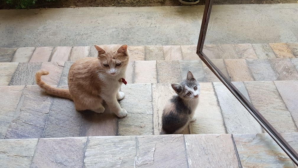 Отдам котёнка  и маму котёнка в хорошие руки. Можно отдельно.