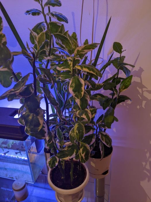 Продам комнатное растение педилантус