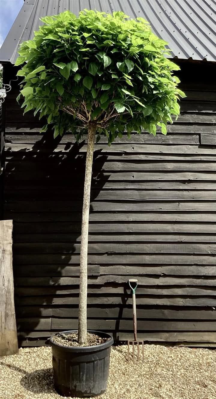 Vand plante ornamentale