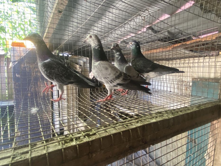 Porumbei voiajori cuci matca