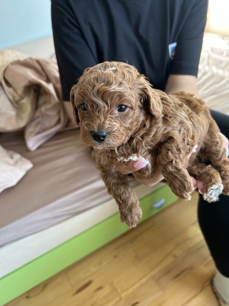 Poodle toy Пудел той