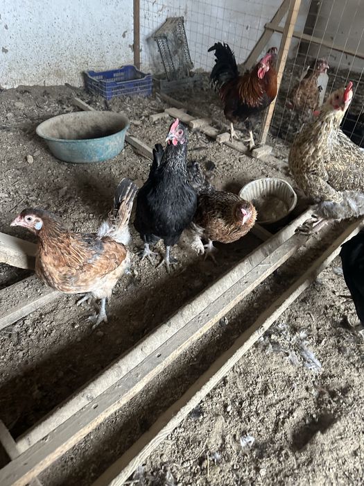 Тауықтар сатылады.