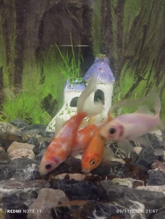 koi lar sotiladi va abmen bor