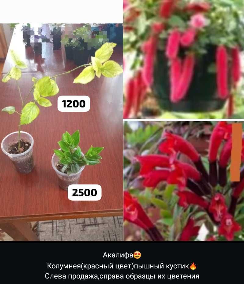 Разные комнатные растения