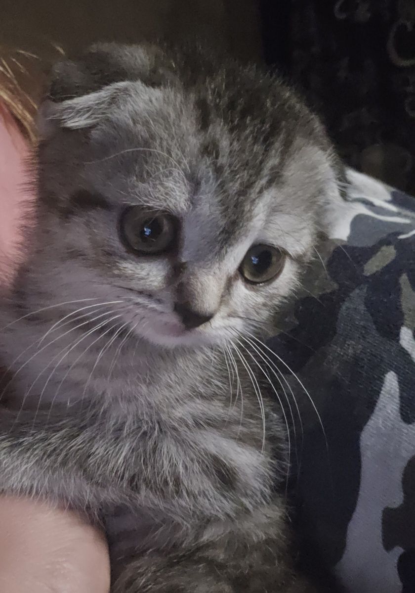 Отдам в вислоухую кошечку
