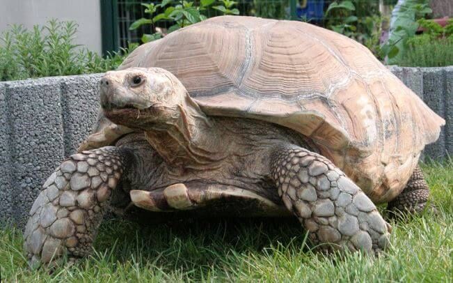 черепаха шпороносная (малыш)