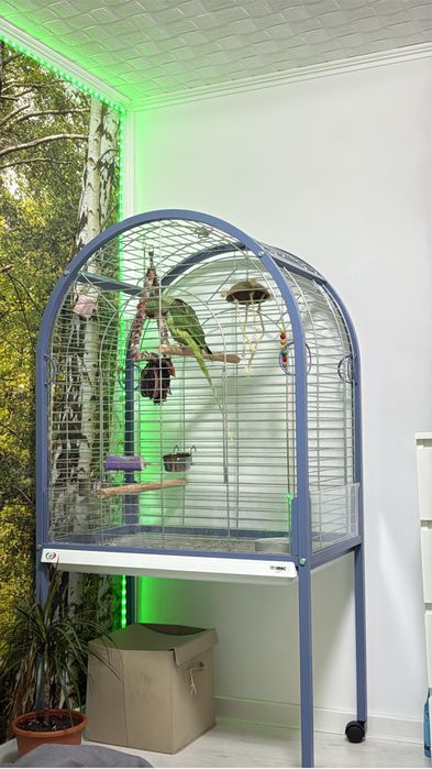 Papagal Marele Alexander