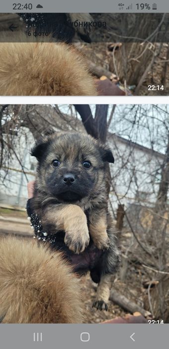 Отдаются кутята,девочки,очень красивые,Хорошие,добрые руки.