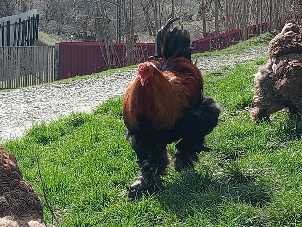 Ouă de rasă chokonkina bobat/brahma potarnikiu