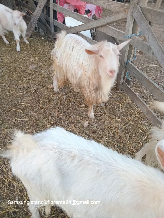 Capre metiș românesc.