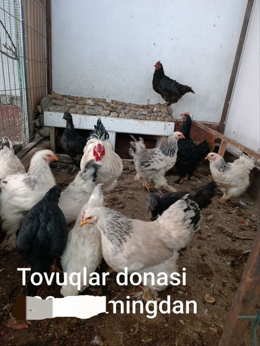 Продаются домашние курицы