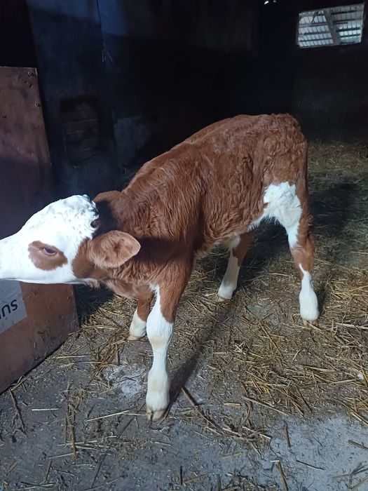 Vând vițel de 4 săptămâni