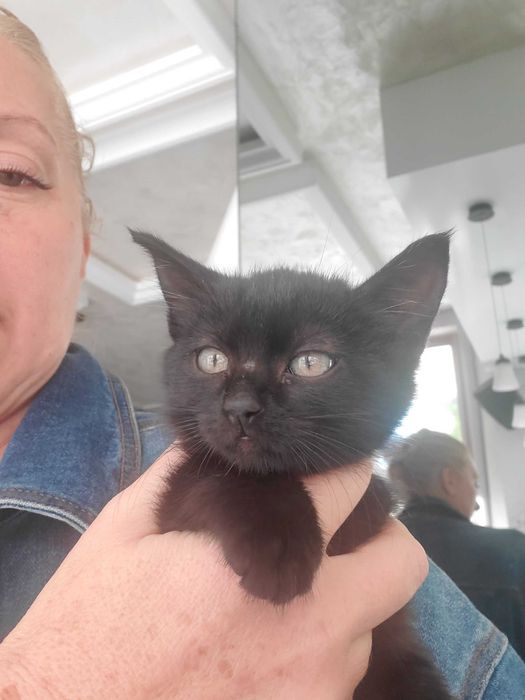Очарователно черно котенце търси дом.
