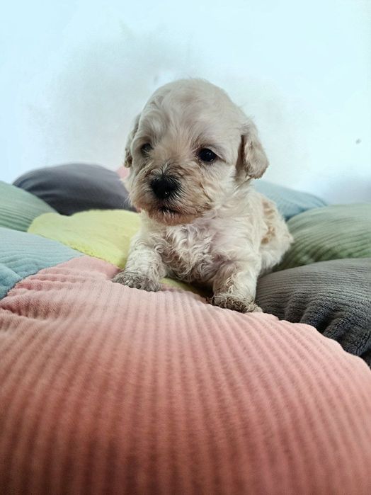 Готовятся к продаже мальтипу ф1