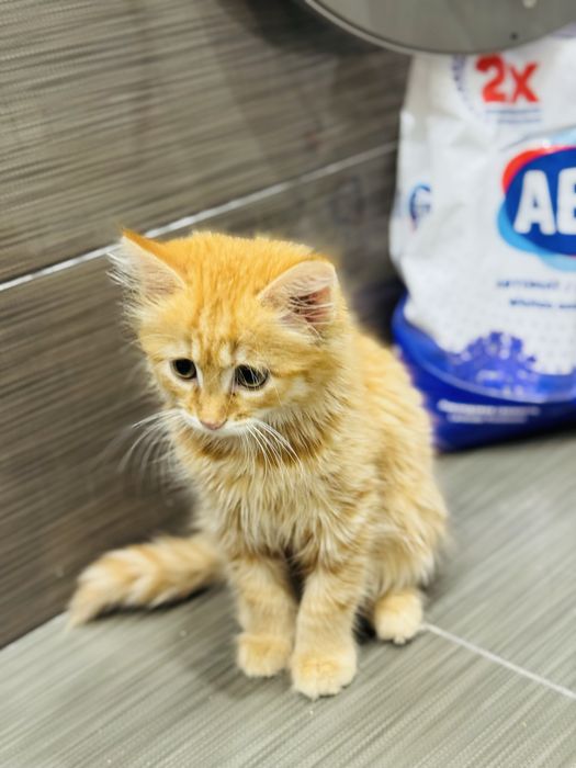 Отдам котенка в хорошие руки