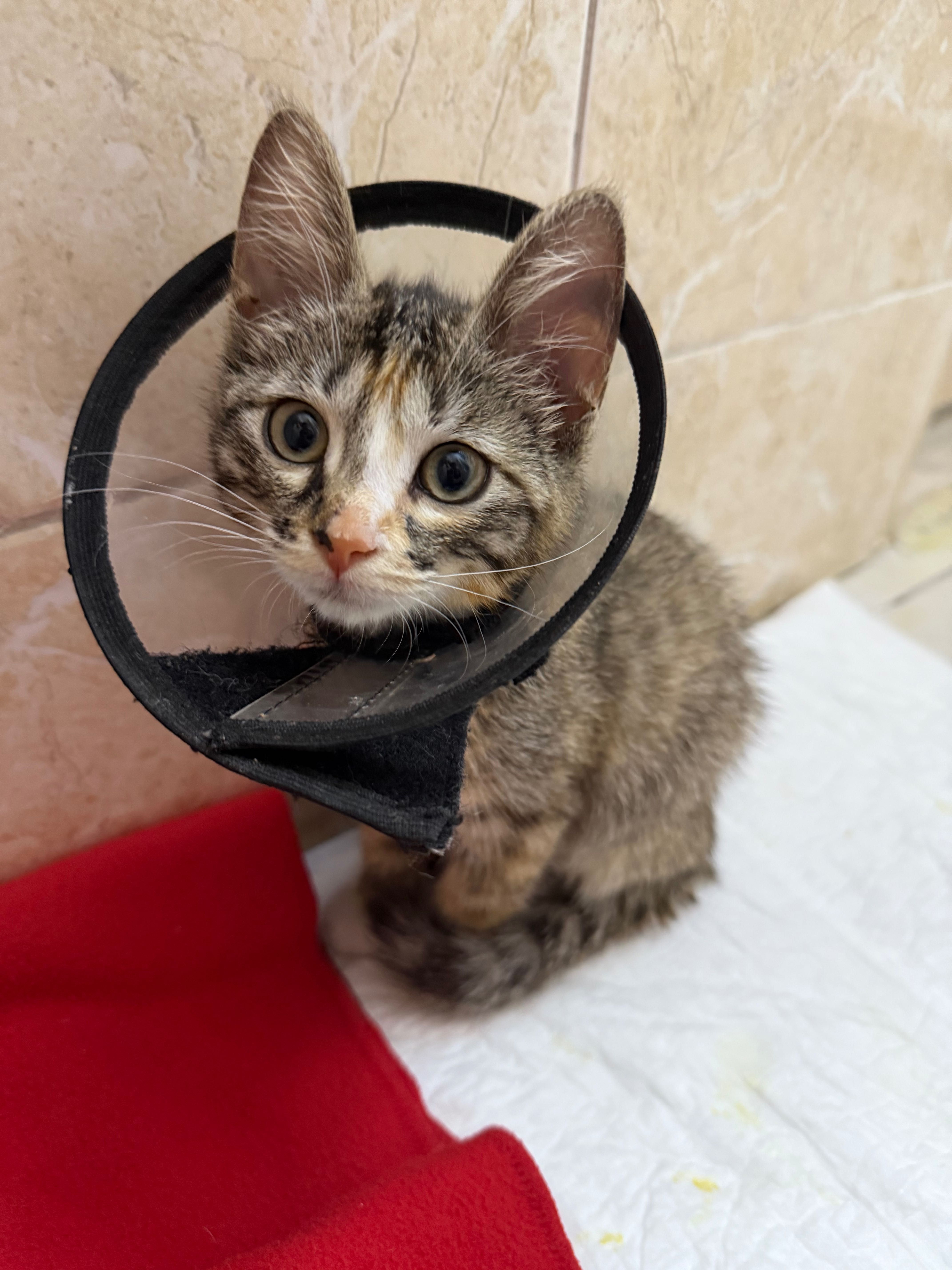 Котят в добрые руки, приютить