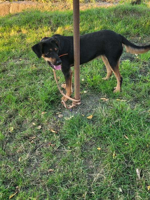 Cățeaua de vânătoare