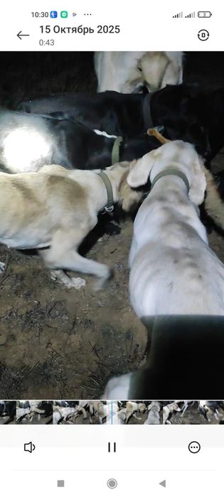 Тазылар сатылады