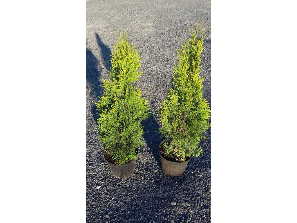 Vindem Iarba albastra, iarba pampas roz, buxus, tuia,leylandii!Curier!