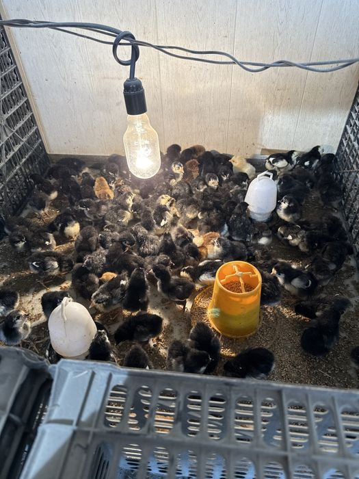 Qora shaxzoda tuxumlari