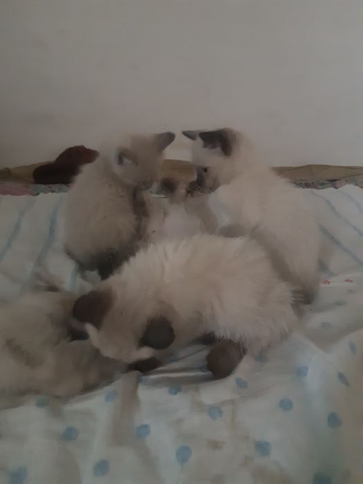 Сиамские котята 1,мес. К лотку приучены.
