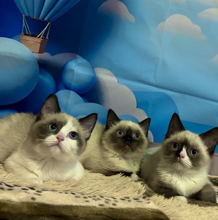 Рагдол    Регдол