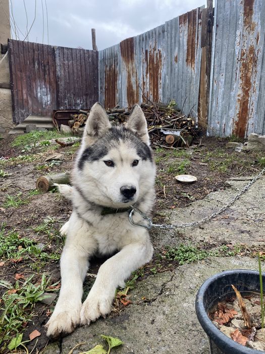 Хаски ит   Сатылады срочьно