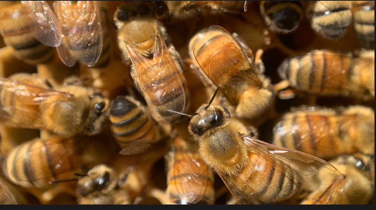 Vând 10 familii de albine, cu 10 rame  fiecare