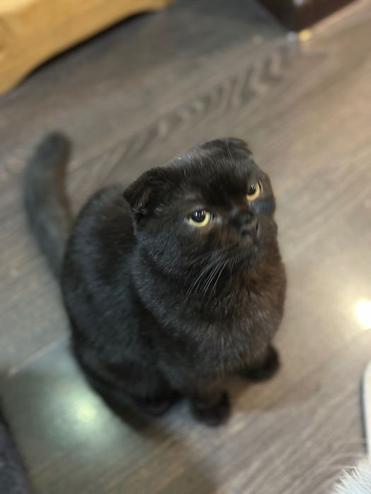 Пристраиваются котята