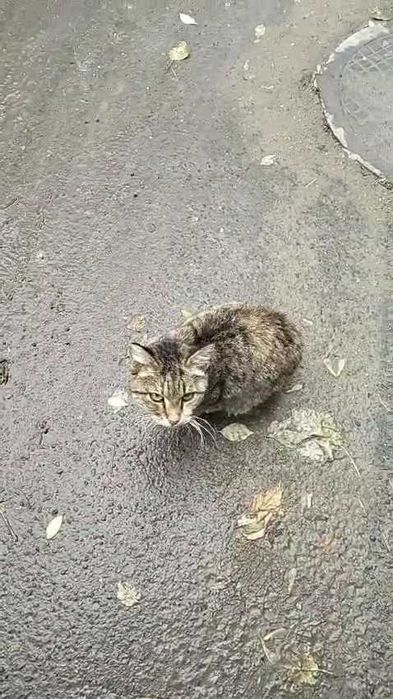 Кошечка ищет дом!