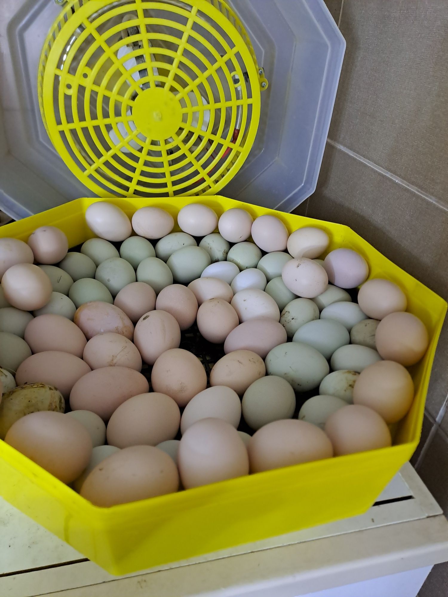 Pentru incubat ouă
