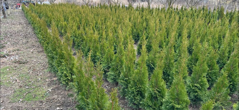 Tuia Smaragd la ghiveci de la Producator jud. Cluj