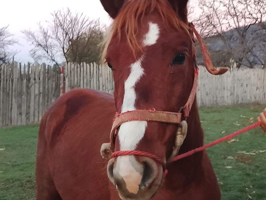 Mânz galben de vânzare