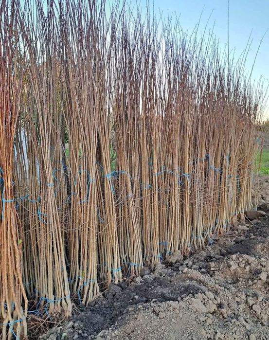 Pomi Altoiti certificati