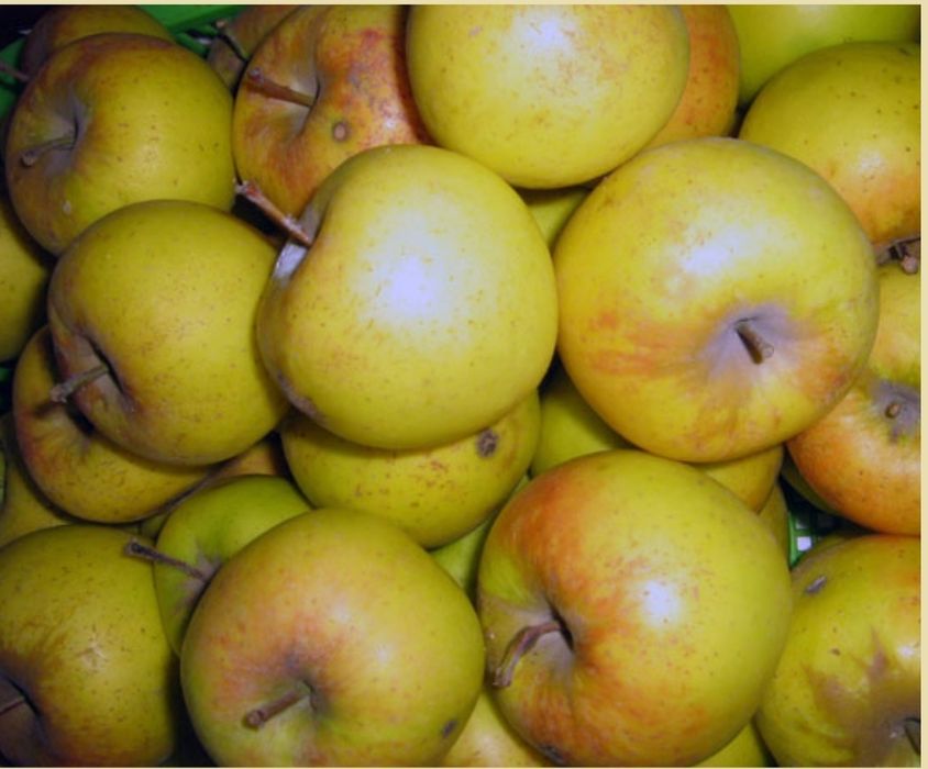 Продам яблоки разных сортов