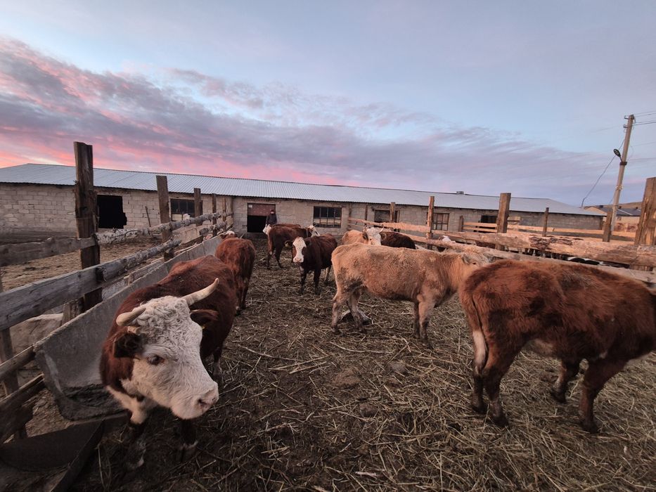 Согым сатылат   .