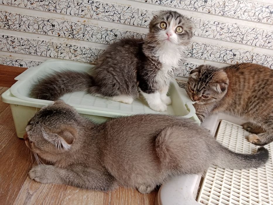 Разные котята Скоттиш фолд и Страйт