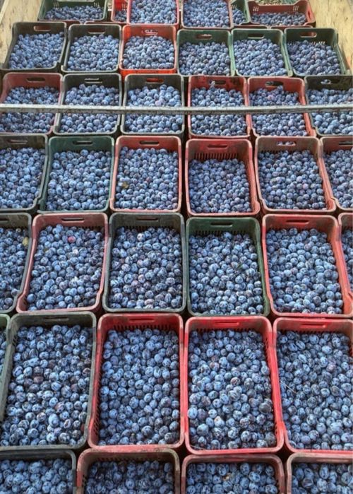 Vand prune pentru tuica palinca