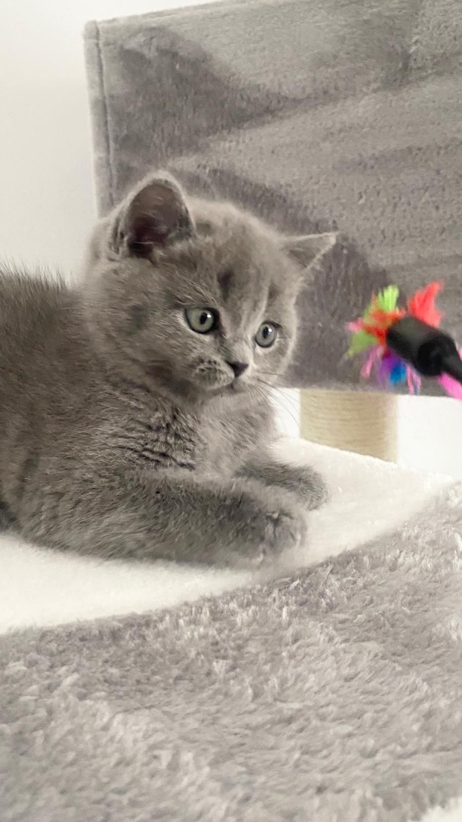 Pisică British Shorthair Blue