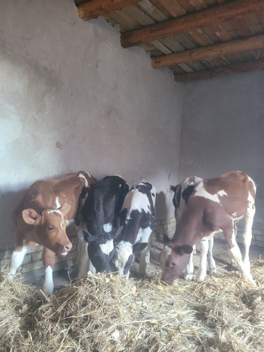 сементал укизча.