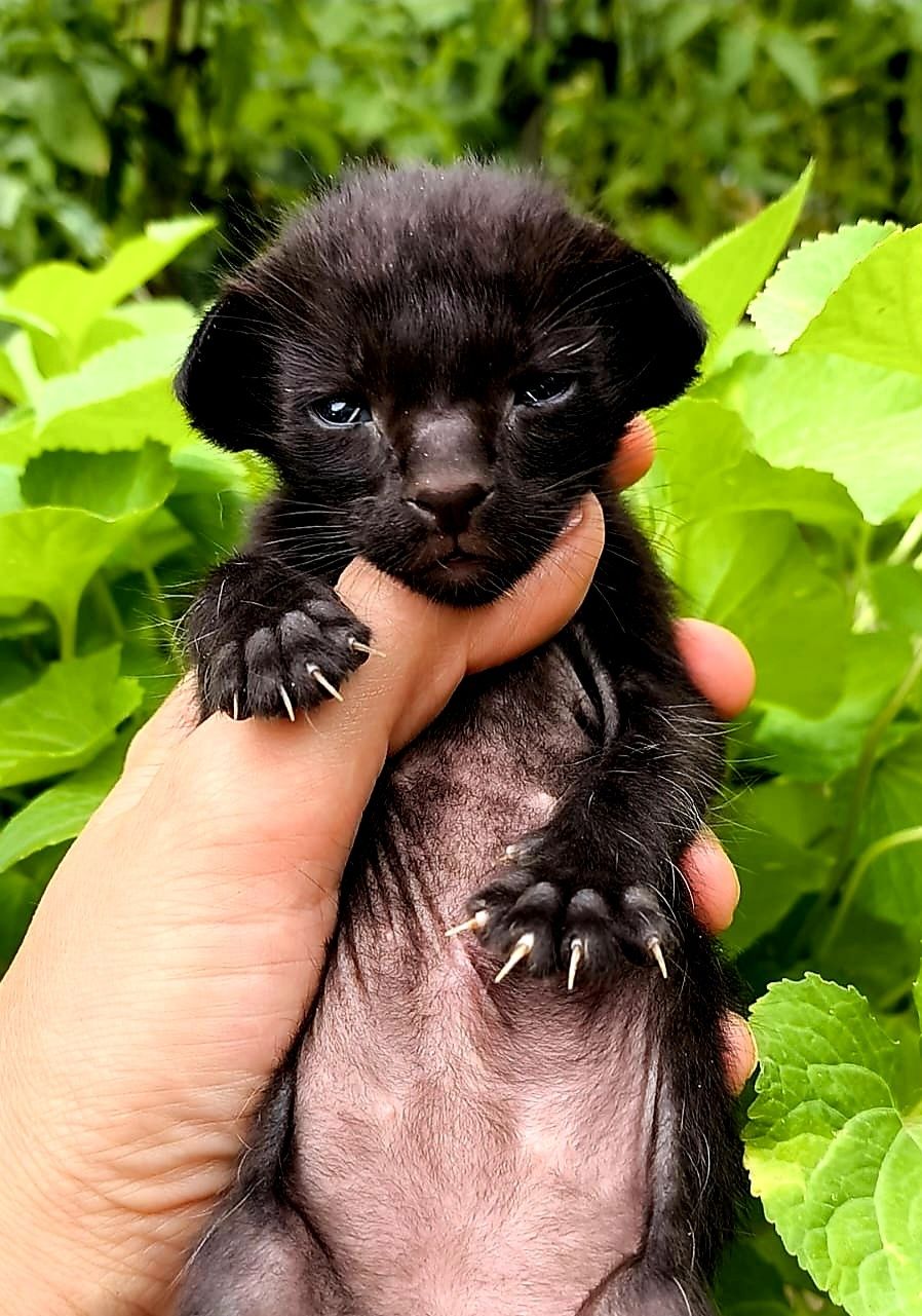КОТЯТА! ЧУДЕСНЫЕ Ориенталы ! !