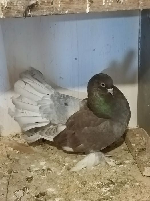 Продажа статных голубей